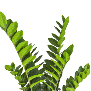ต้นไม้ Zz ประดิษฐ์จากธรรมชาติเกือบ140ซม. กระถาง Zamiifolia เทียมต้นไม้เงินจีนสำหรับการตกแต่งในร่ม - Product Image 2