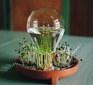 Plato de <span class=keywords><strong>brotes</strong></span>, bandeja, kit de germinación de semillas crece microverduras frescas sin tierra en casa - Product Image 5