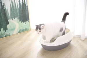 Bán Sỉ Hộp Vệ Sinh Cho Mèo Bằng Nhựa Nhẹ Tốt Nhất Có Thể Tháo Rời Dễ Dàng Vệ Sinh Cho Mèo - Product Image 6