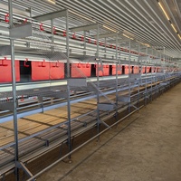 Nichoir automatique oeuf de poule système de collecte d'équipement de ferme volaille couche Cage rouleau libre poules pondeuses volière pour