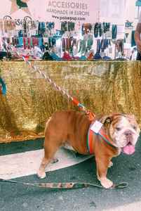 Arnés para perros de alta calidad hecho a mano con cuero genuino y hebilla de fácil liberación-naranja | Azul - Product Image 2