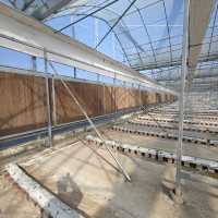 Système de ventilation électrique automatique intelligent ZHUOTAI pour serres à film, grande serre multi-chapelles pour l'horticulture industrielle en Chine