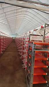 Duradero y cómodo para <span class=keywords><strong>jaula</strong></span> <span class=keywords><strong>de</strong></span> cría <span class=keywords><strong>de</strong></span> codornices/<span class=keywords><strong>jaula</strong></span> <span class=keywords><strong>de</strong></span> colocación <span class=keywords><strong>de</strong></span> codornices - Product Image 4