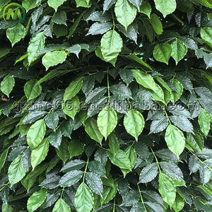 Árbol Artificial Decorativo de Baniano de Tamaño Personalizado de 3 Metros, Material PE, Radachmachera <span class=keywords><strong>Sinica</strong></span> para Bodas, Elegante Árbol Artificial - Product Image 4