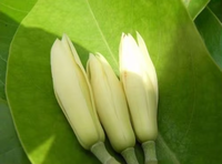 Huile de feuille de magnolia OEM à succès (CAS 92457-18-6 FEMA 3950) – Extrait végétal pour cosmétiques, bougies, parfums et arômes