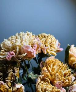 Ramo de Flores Secas de Peonía Moutan Natural Preservada de Fábrica de Yunnan para Decoración Boho de San Valentín, Bodas, Hogar y Navidad - Product Image 6