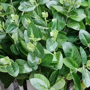 Hunan Zhangjia Fuyuan Grass Silk Plants Faux Eucalyptus Leaves Shrub Decorative Greenery Plants For Wedding Funeral Green Wall