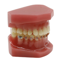 Modèle de dent buccale d'anatomie de dentiste pour l'étude orthodontique, amovible directement en usine