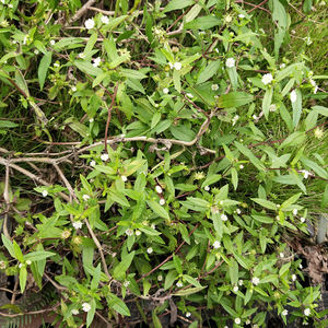 <span class=keywords><strong>Mo</strong></span> <span class=keywords><strong>han</strong></span> lian chine traditionnelle Eclipta Prostrata herbe Yerbadetajo herbe à vendre - Product Image 3