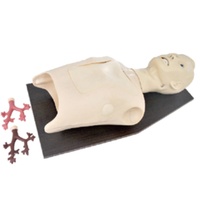 Modèle de formation d'endoscope bronchique Mannequin en PVC pour la formation médicale d'infirmière Sciences médicales Modèle de soins infirmiers Écoles de médecine