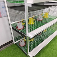 Élevage de poulets Cages à poulets de chair automatiques Équipements de volaille faciles à installer pour un usage domestique