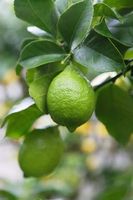 Verse pitloze volwassen limoen, Perzische variëteit, Vietnamese oorsprong, groene citroen, maat 12-16 stuks, hoge kwaliteit, sappig citrusfruit, merk VIOT
