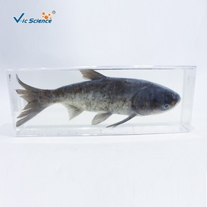 Especímenes desecados y preservados de carpa de cabeza grande, carpa plateada, carpa de cabeza grande y otras cuatro especies principales de peces de agua dulce utilizadas. - Product Image 1