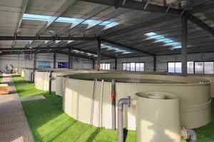 BC112 30 miliardi di CFU/G di agricoltura aerobica ad alta densità batteri denitrificanti fabbrica di rimozione dei nitriti probiotici per acquatici - Product Image 4