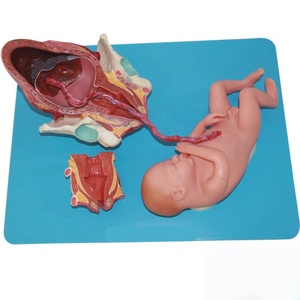 Modèle de processus d'accouchement fœtal à terme-Montre le 1er, le 2e et le 3e stade du travail pour la formation des sages-femmes - Product Image 6