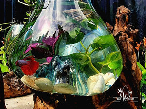 Récipients en verre Vases à fleurs pour la maison <span class=keywords><strong>Vase</strong></span> en verre nordique Terrarium Transparent Adultes avec bouteille de poisson vivant <span class=keywords><strong>Vase</strong></span> en verre - Product Image 4