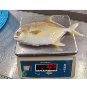 Nueva llegada Premium Golden Pompano Venta al por mayor Exportación Farm Criado Golden Pomfret Fish - Product Image 1