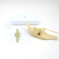 Modèle anatomique d'articulation de genou canin en PVC grandeur nature pour la formation d'anatomie de chien dans les écoles vétérinaires, les cliniques et les écoles de médecine