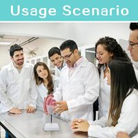 Modelo Anatómico Simulado del Sistema Reproductivo Masculino para Examen Anatómico del Testículo, Especialidad Médica, CE/ISO