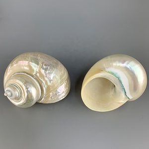 Vỏ Ốc Xà Cừ Tự Nhiên Dùng Để Trang Trí Nhà Cử<span class=keywords><strong>a</strong></span> Bể Cá Và Bộ Sưu Tập Vỏ Sò Ốc Xà Cừ Tự Nhiên 4 Inch - Product Image 4