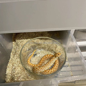 Escalade baignoire en verre pour animaux de compagnie Tortue gecko serpent araignée scorpion insecte bol de nourriture bain d'oiseau évasion prévention bol de nourriture - Product Image 6