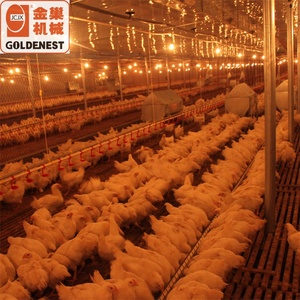 Goldenest-Mangeoire automatique à chaîne, système d'alimentation ouvert pour poules pondeuses reproductrices femelles - Product Image 3