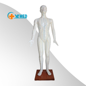 Modelo Anatómico de Musculatura para Enseñanza de Ciencias Médicas YULIN YL, Modelo de Acupuntura de Medio Cuerpo, Material de PVC, 60 cm, Masculino - Product Image 1