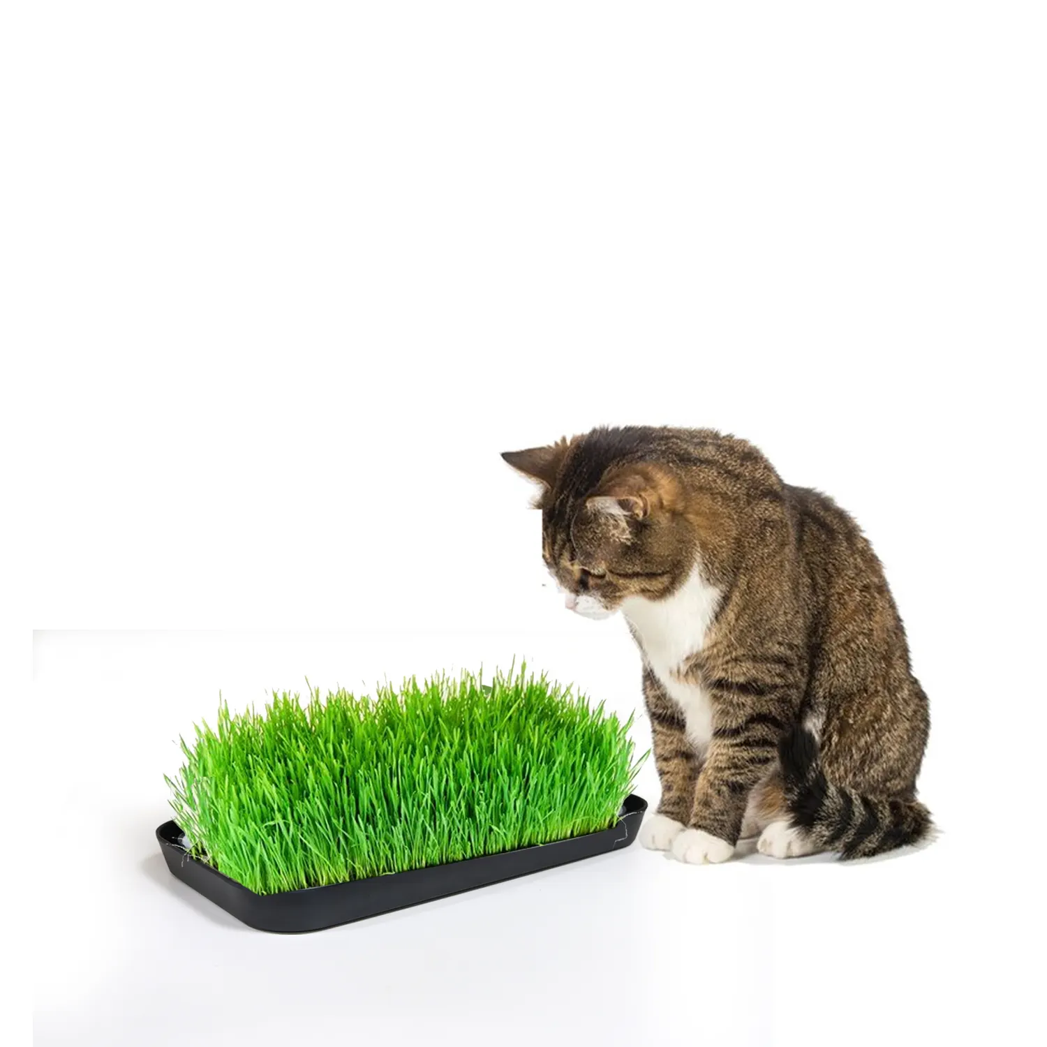 발아 보육 종자 시작 친환경 접시 냄비 재배 트레이 고양이 잔디 성장 상자