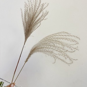 Petites herbes de la pampa colorées séchées, plantes décoratives moelleuses, fleurs séchées en gros, personnalisation sur mesure pour la décoration intérieure et les événements - Product Image 4