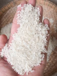 Arroz Japonica de grano corto, variedad de arroz japonés Sinica, arroz medio Camolino Calrose en Vietnam - Product Image 2