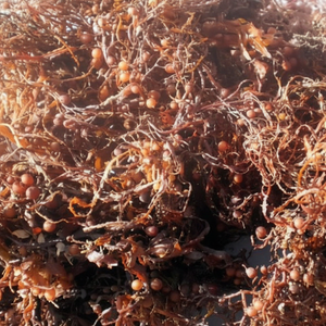 Algas Sargassum secas crudas para alimentación animal-Proveedor de plantas marinas - Product Image 1