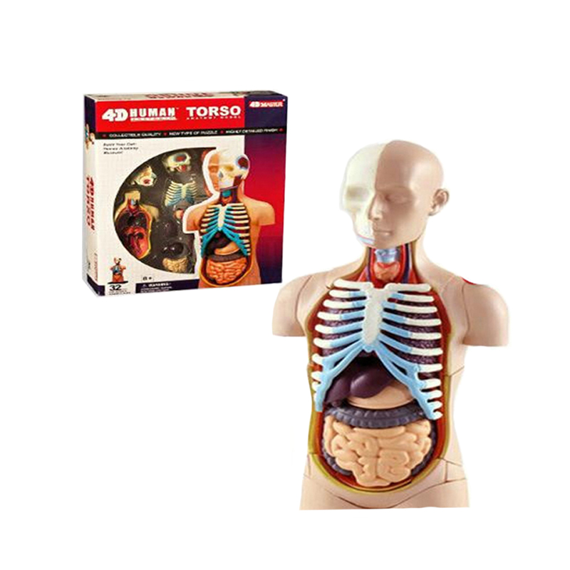 4D Transparent Human Body Anatomy Model - Walmart.com