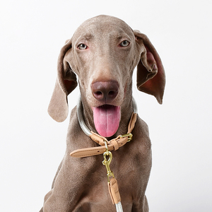 Conjunto de arnés y correa de nailon para perros, Stock ajustable, fabricación de diseñador al por mayor, cuerda pequeña y grande, <span class=keywords><strong>Collar</strong></span> para mascotas, accesorios - Product Image 4