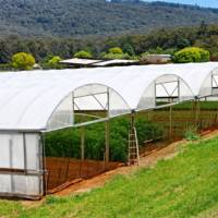 Film plastique pour serre à travées multiples pour système hydroponique Serre agricole galvanisée avec cadre en polycarbonate