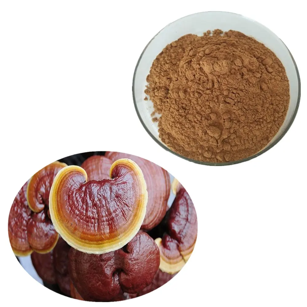 Großhandel Precio getrocknet Whole Benefit Fruit ing Body Natürlicher wilder Ganoderma Reishi Pilzex trakt