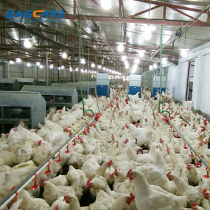Gia Cầm Trang Trại Thiết Bị Giống Gà Thịt Chuỗi <span class=keywords><strong>Feeder</strong></span> Hệ Thống - Product Image 4