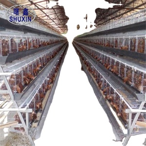 Thiết Bị Trang Trại Gia Cầm Trứng Gà/Máy Thu Thập Trứng Tự Động/Lồng Nuôi Gà - Product Image 5