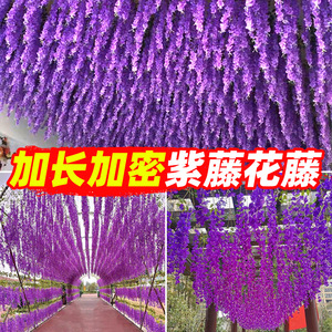 Guirlande de glycines artificielles Masayuki en soie violette pour mariage, décoration intérieure, accessoires de photographie en extérieur - Product Image 4