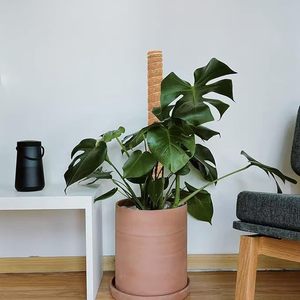 Bâtons de soutien <span class=keywords><strong>pour</strong></span> plantes grimpantes en mousse de coco <span class=keywords><strong>pour</strong></span> jardin et plantes <span class=keywords><strong>à</strong></span> feuilles persistantes - Product Image 5