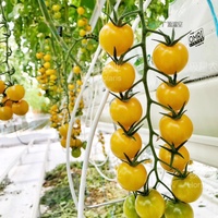 Structure de serre multi-travées en film pour projets à l'étranger – Cadres de serres de qualité commerciale pour l'agriculture
