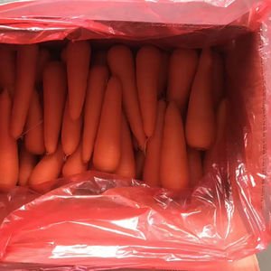 Carote Fresche Biologiche all'Ingrosso da Fornitore Cinese, Prezzo Competitivo per Agricoltura e Semi di Carota - Product Image 1
