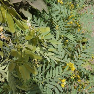 Feuilles naturelles de Sonamukhi, ingrédient ayurvédique à base de plantes pour la détoxification, le bien-être, le thé aux herbes, le soutien digestif, remèdes traditionnels - Product Image 2