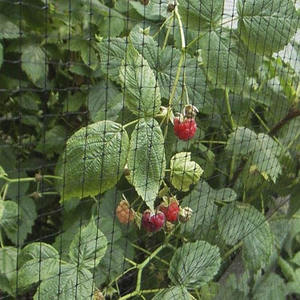 Red de protección para aves de color <span class=keywords><strong>verde</strong></span>, precio de fábrica, red para jaulas de aves - Product Image 4