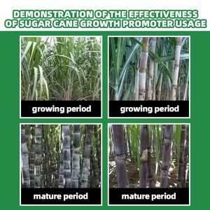 जैविक गन्ना उर्वरक उत्पादन में वृद्धि की गुणवत्ता उच्च स्वीटिंग जॉयनिंग - Product Image 3