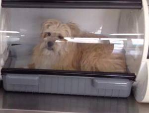 Hfmed 1801 Dierenkliniek Verzorging Dierenarts Canine Icu Incubator Veterinaire Puppy Incubator Met Interne Bevochtiging Verneveling - Product Image 6