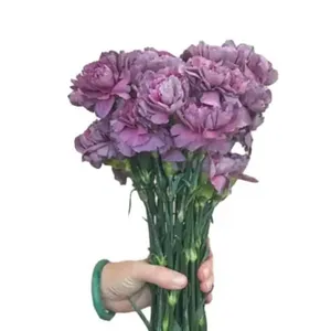 <span class=keywords><strong>Semillas</strong></span> de Clavel Morado al por Mayor, Mezcla de Colores Morado Oscuro y Claro, Otras Flores Decorativas, Plantas para Decoración del Hogar - Product Image 3