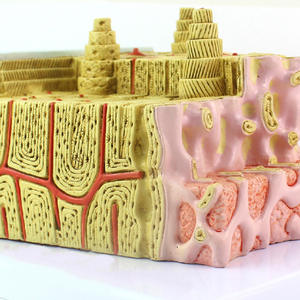 KyrenMed 80X Büyütülmüş Kemik Mikro Anatomi Modeli MİKROanatomi Kemik Yapısı Modeli - Product Image 4