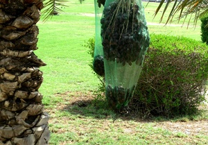 Winco <span class=keywords><strong>Dubai</strong></span> thị trường PE ngày Palm lưới túi 70x90cm 80x100cm thân thiện với môi nông nghiệp bao bì thực phẩm từ Sơn Đông - Product Image 4