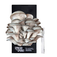 Boîtes en carton ondulé pour culture de champignons avec impression de logo personnalisé
