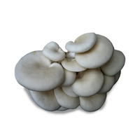Poudre d'extrait de pleurote naturelle 30% polysaccharides Fournisseur d'ingrédients de pleurote (Pleurotus Ostreatus)